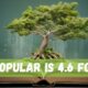 How Popular is 4.6 foikolli