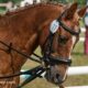 equestrian paralympics 2024 2024
