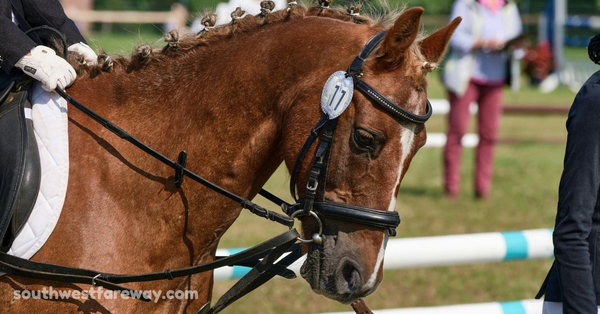 equestrian paralympics 2024 2024