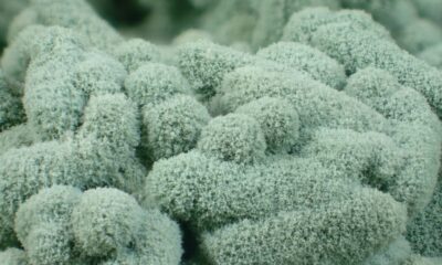 Trichoderma
