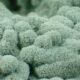 Trichoderma